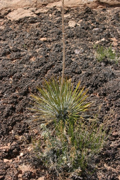 Yucca plant in the midst of cryptobiotic soil