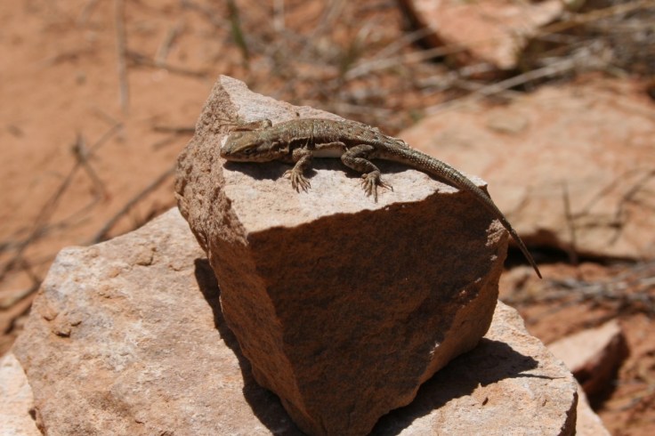 Side-blotched lizard