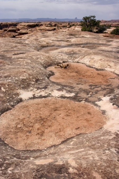 Now dry potholes await the next rain for tiny life to hatch