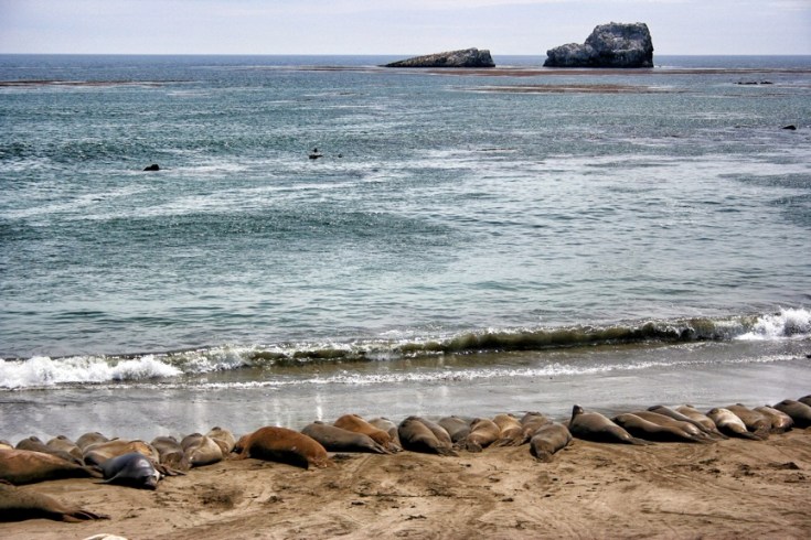Elephant seals on a beach south of San Simeon