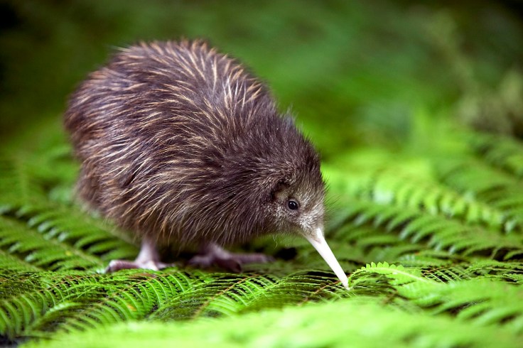 Baby-Kiwi