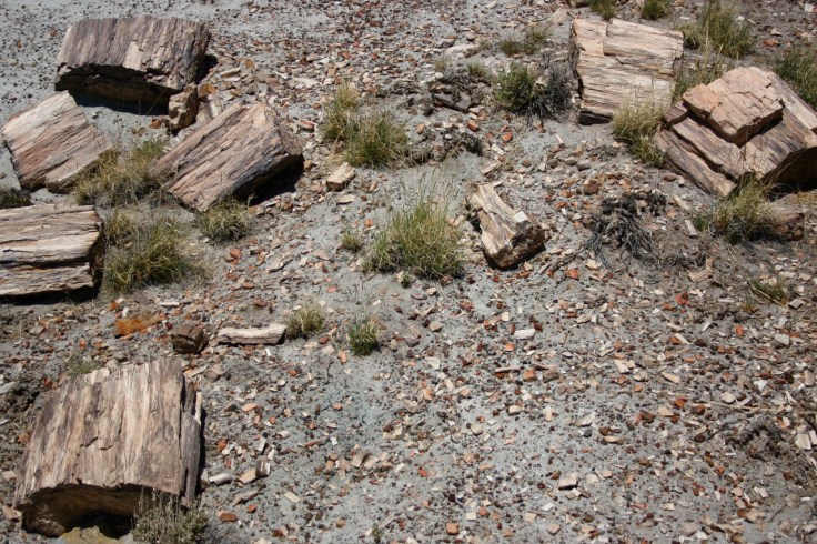 Crystal Forest is still littered with petrified wood and fragments