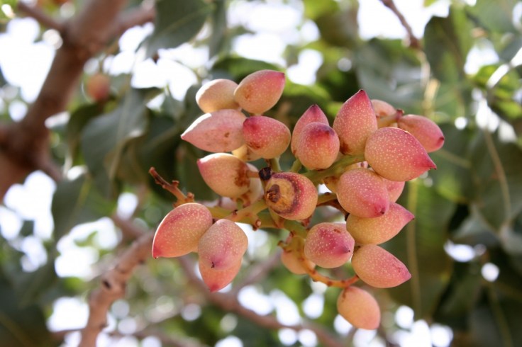 Pink when immature, pistachios turn green as they ripen