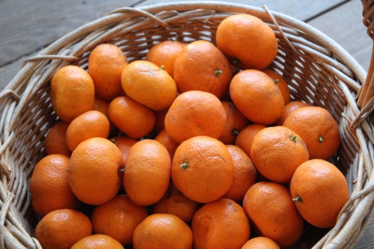 Mikan from my father-in-law's tree