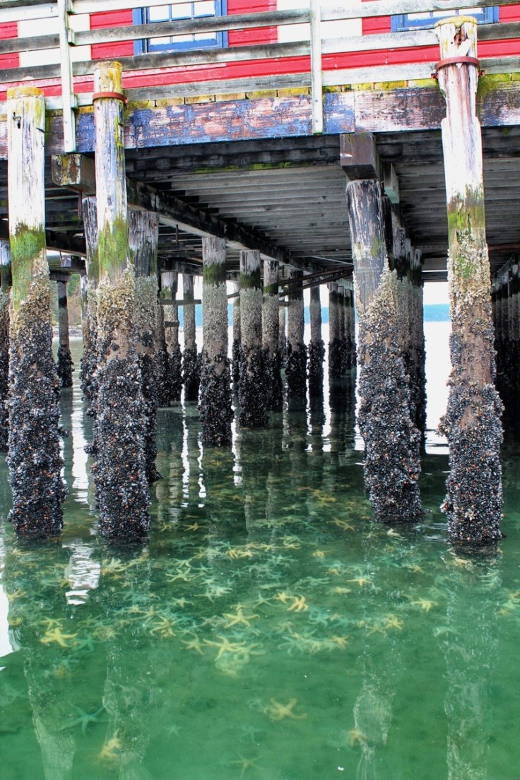 Hungry starfish gather in hordes where mussels are plentiful
