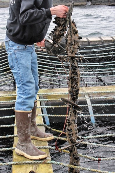 Mussels are grown in socks suspended on ropes from rafts