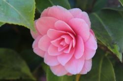 japanese camellia
