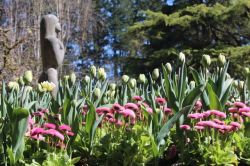 tulips and english daisies