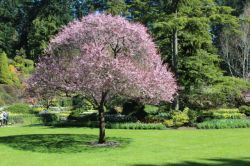 flowering cherry