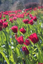 red tulips