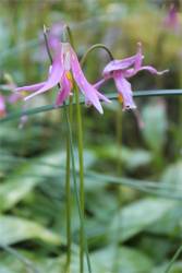 trout lilies