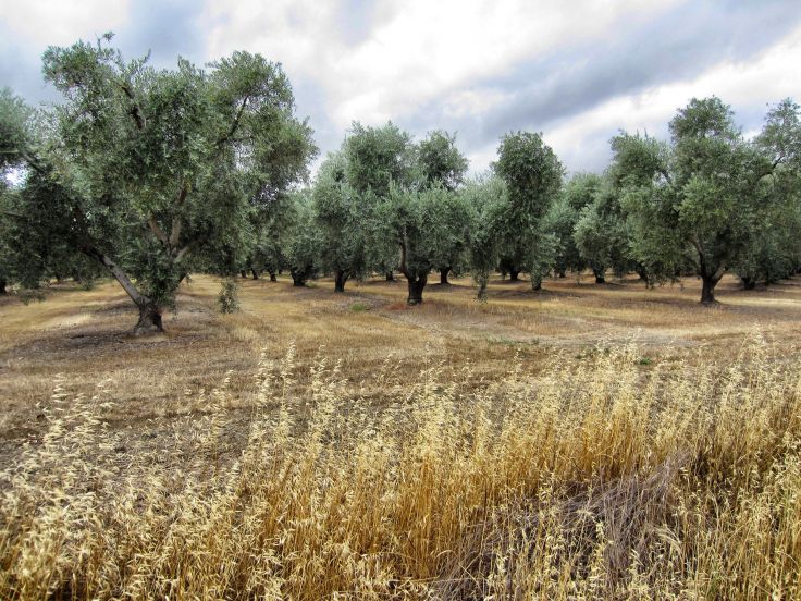 Olive orchard along Road