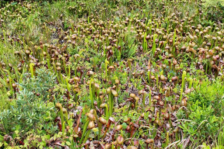 Darlingtonia californica