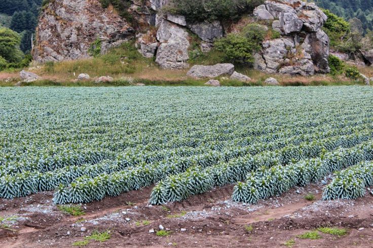 Easter lily farm in Harbor, OR