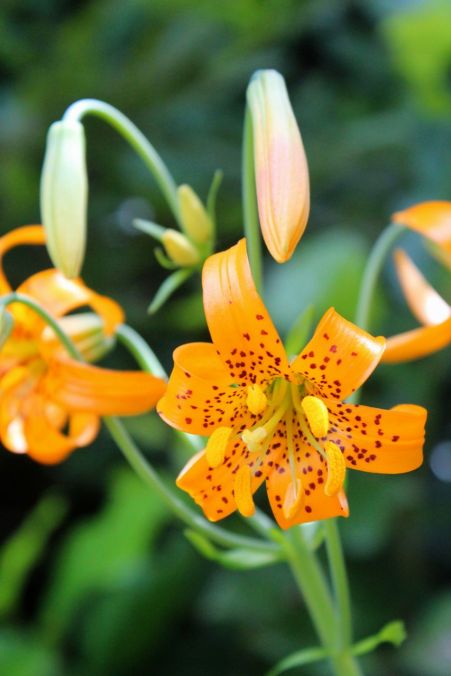 Tiger lilies in Del Norte Coast Redwoods State Park