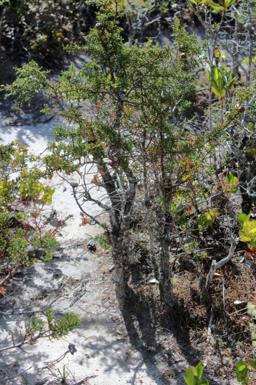 Dwarf Mendocino cypress is only 3 feet in height though many years old