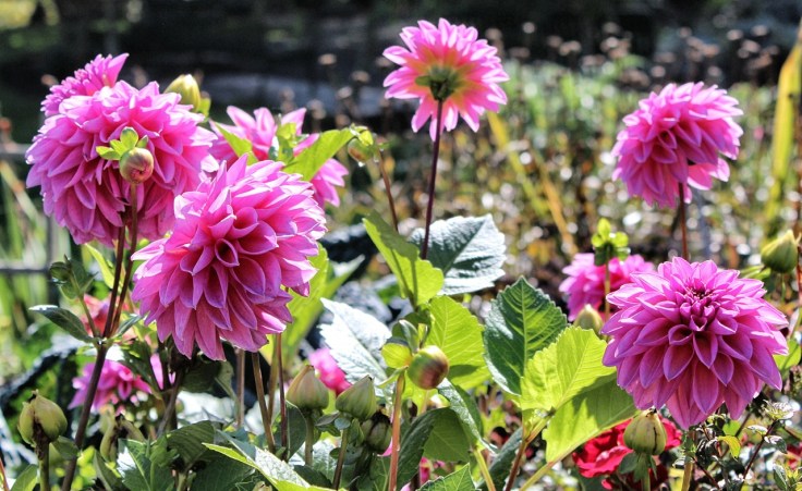 Dahlias in Trolley Hill Park P-patch