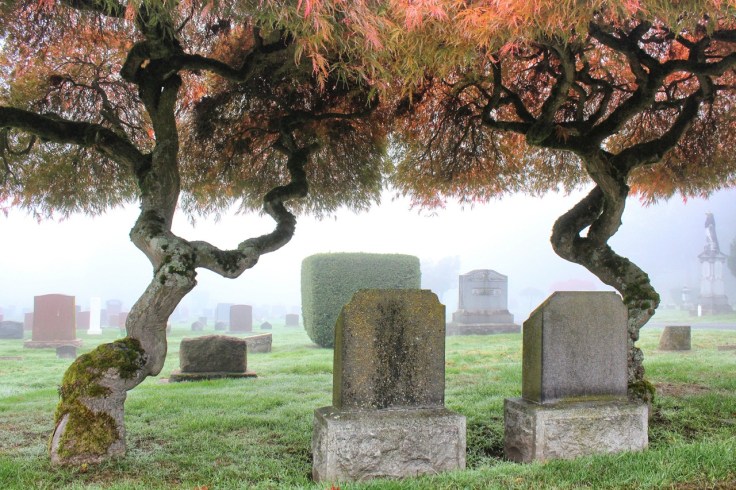 Laceleaf maples at Lake View Cemetery
