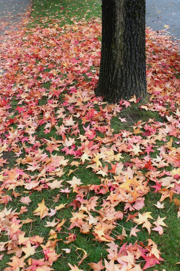 Fallen liquid amber leaves