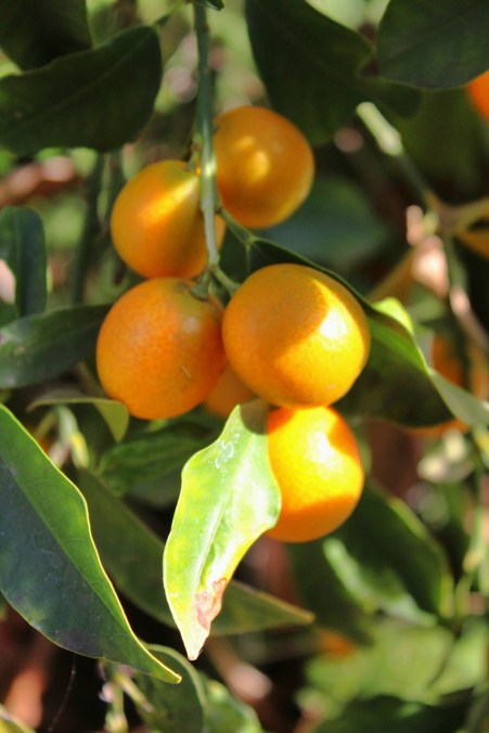Kumquats