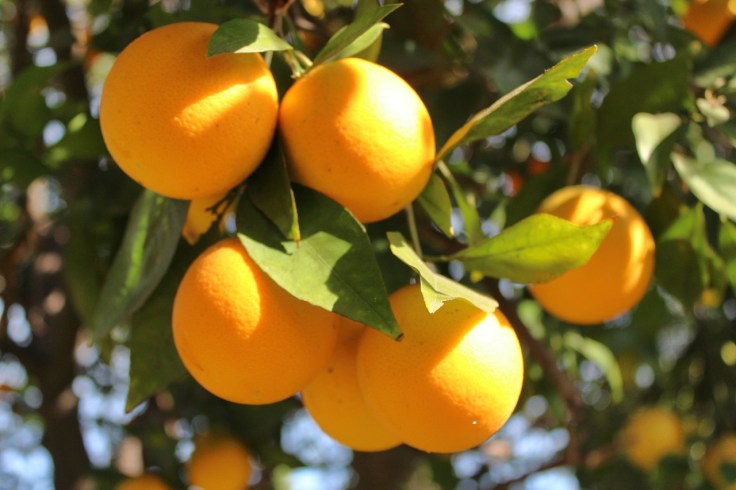 Oranges