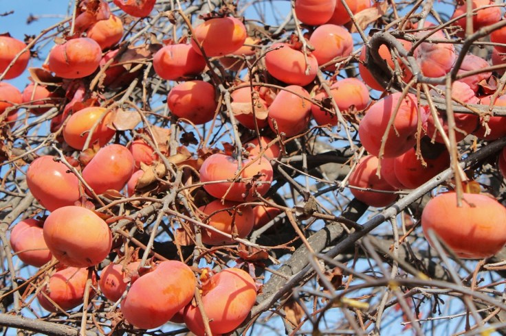 Persimmons