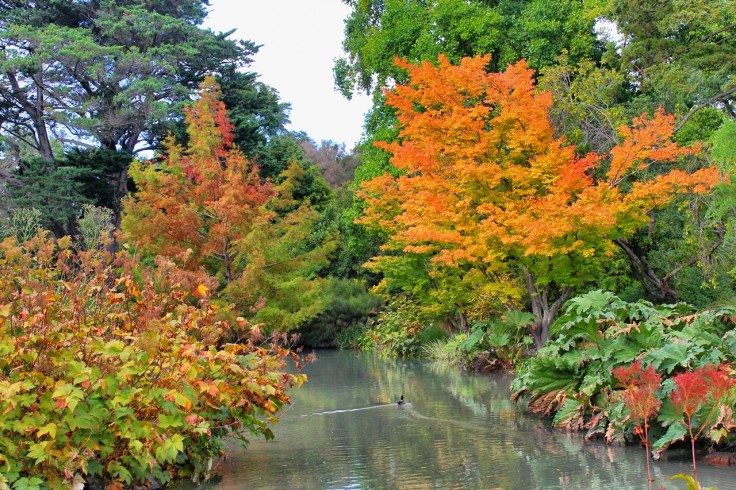 Fall color at Hagley Park