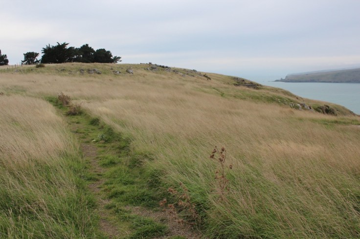 Godley Head's grassy landscape