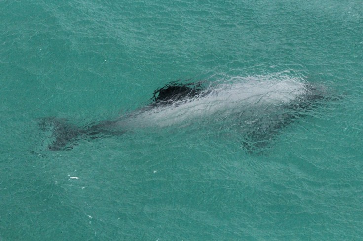 Hector's dolphins play in the sailing vessel's bow wave.