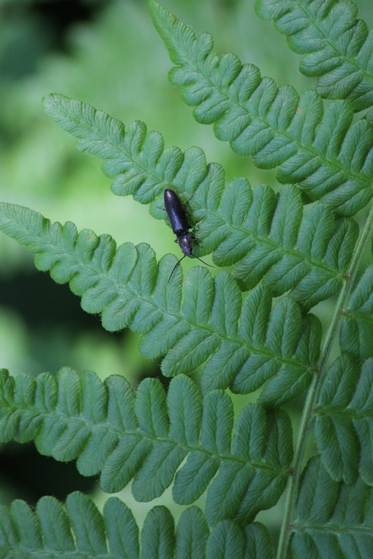 beetle and fern