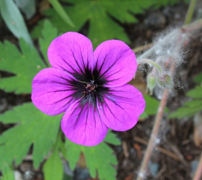 geranium 'ann folkard'