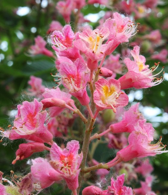 Red horse chestnut