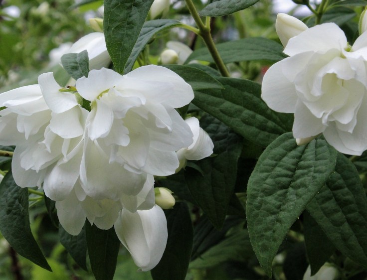 Dwarf mock orange (philadelphus 'snow dwarf')
