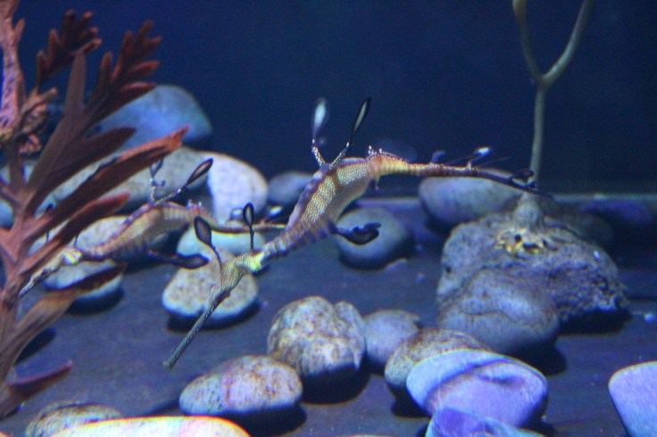 Weedy seadragons