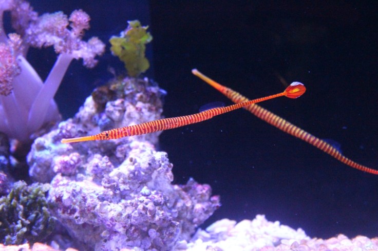 Pipefish