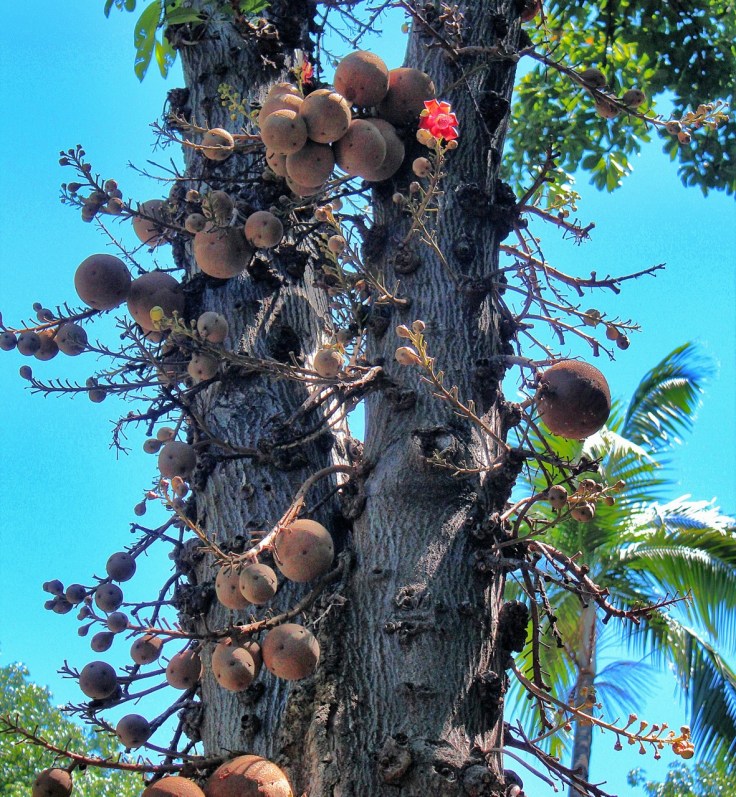 Both fruit and flowers grow from woody appendages