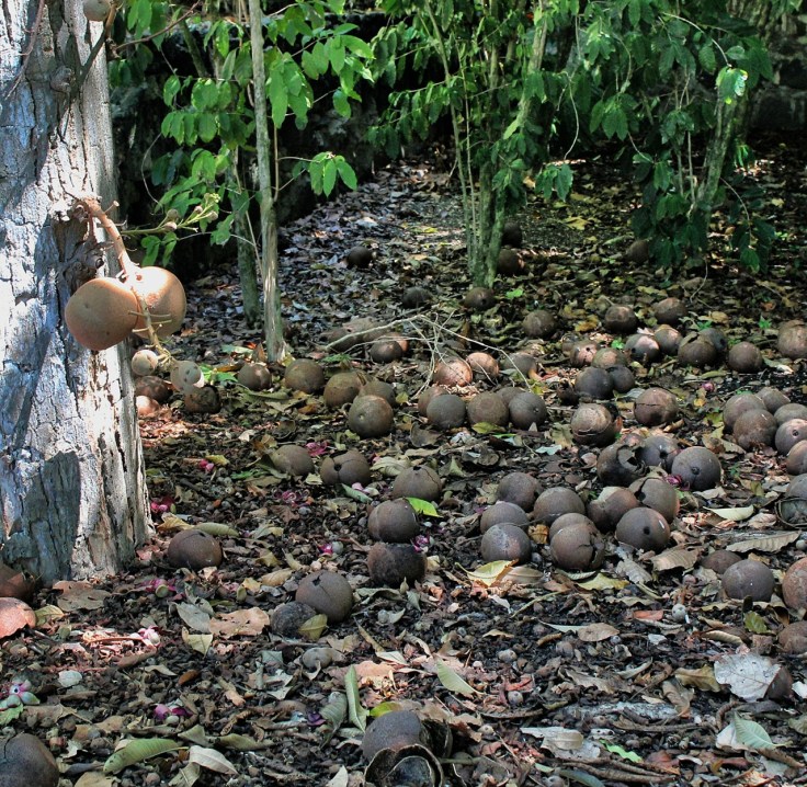 Fallen cannonball tree fruit