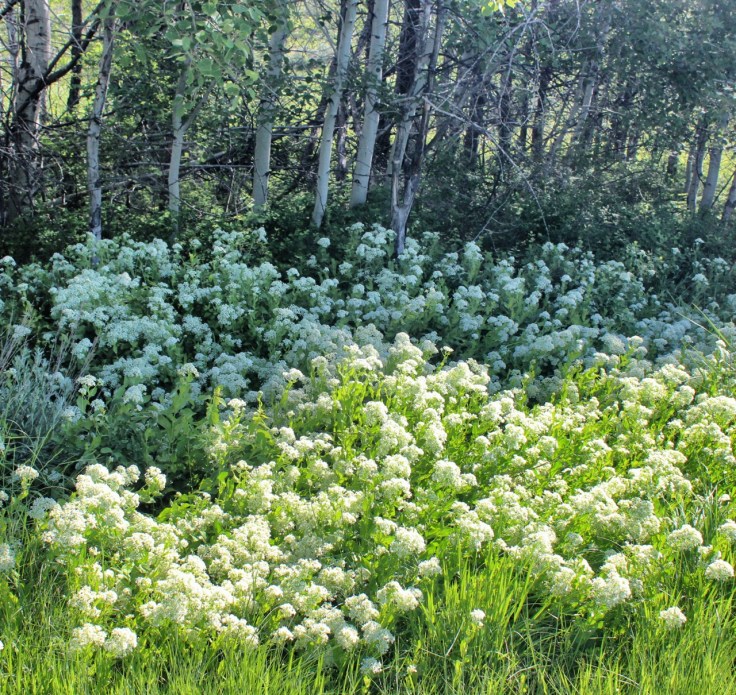 Meadow death camas