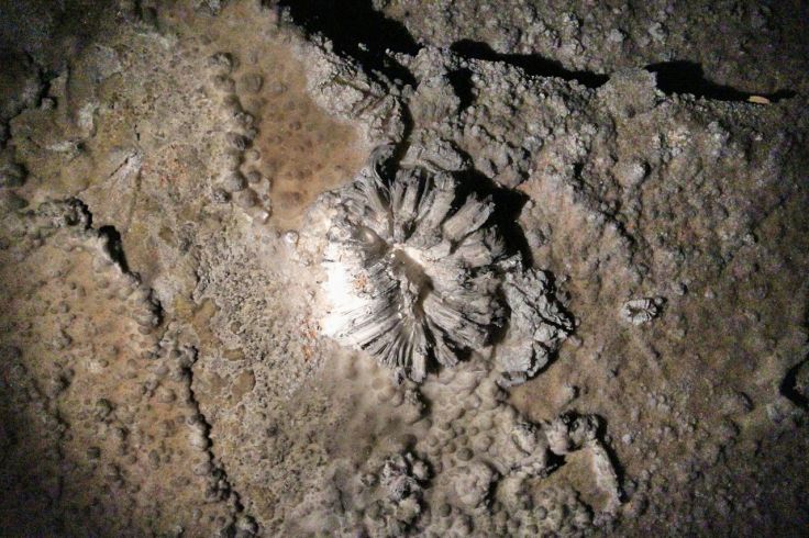 Last Rose of Summer on Cleveland Avenue