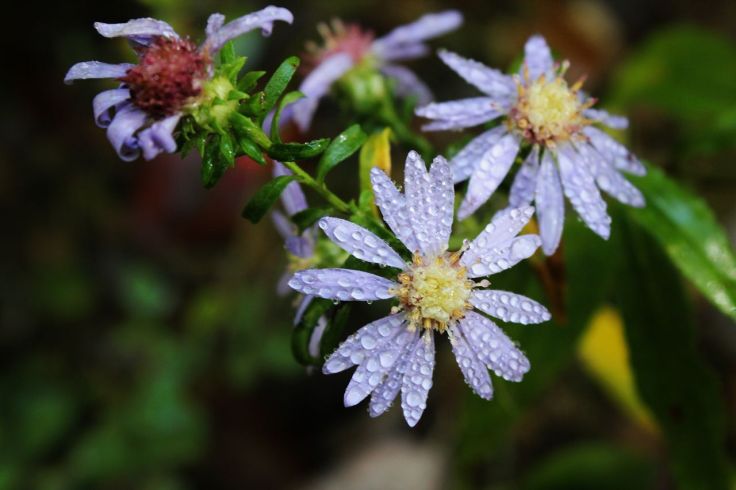 Wild aster