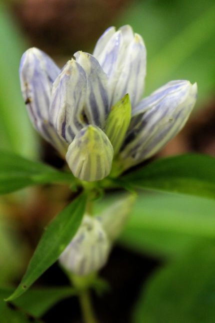 Purple gentian