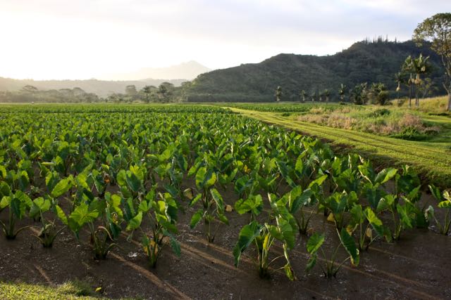 taro field
