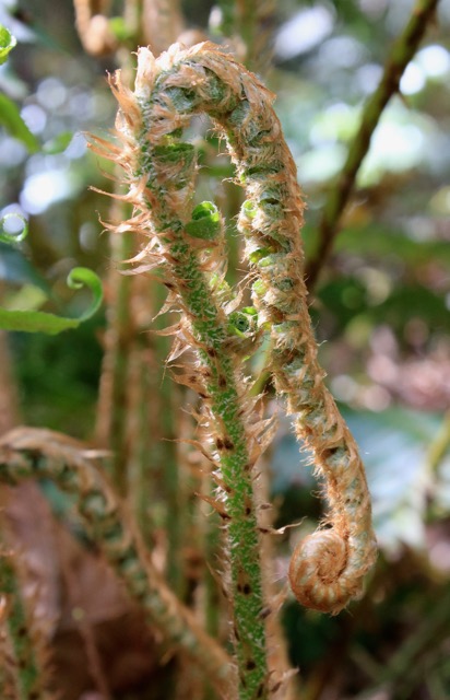 licorice fern