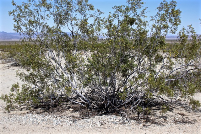 creosote