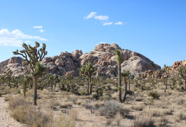 joshuas and rocks