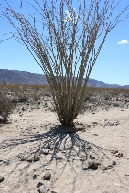 ocotillo