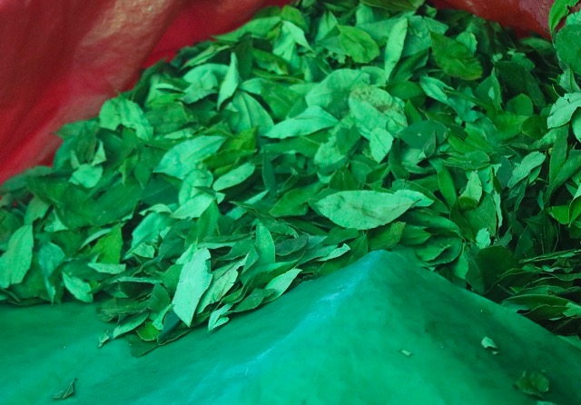 coca-leaves