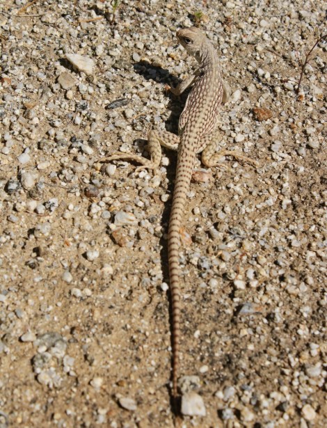 Desert iguana