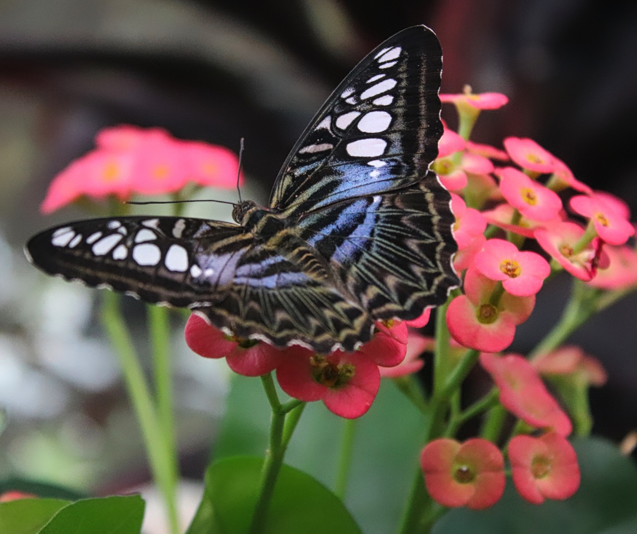 Butterfly House, Pacific Science Center (Seattle) – zoomeboshi